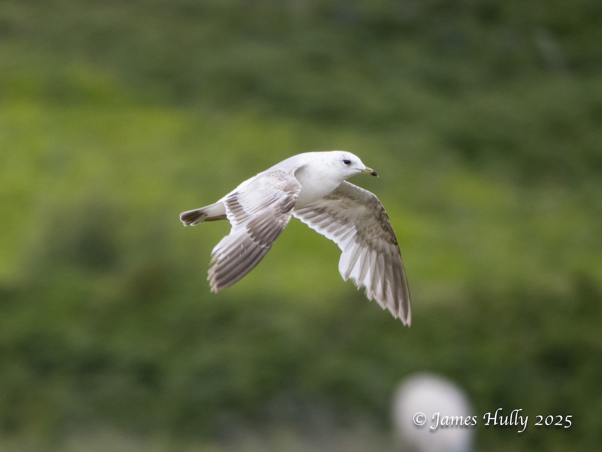 Common Gull - ML638024892