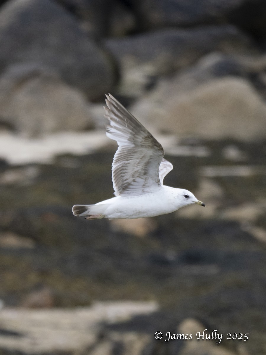 Common Gull - ML638024893