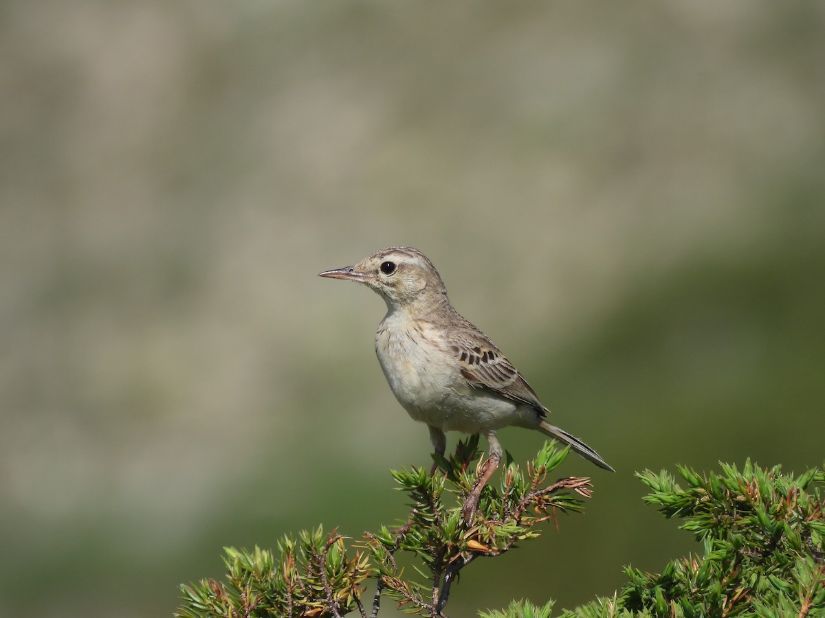 Tawny Pipit - ML638024905