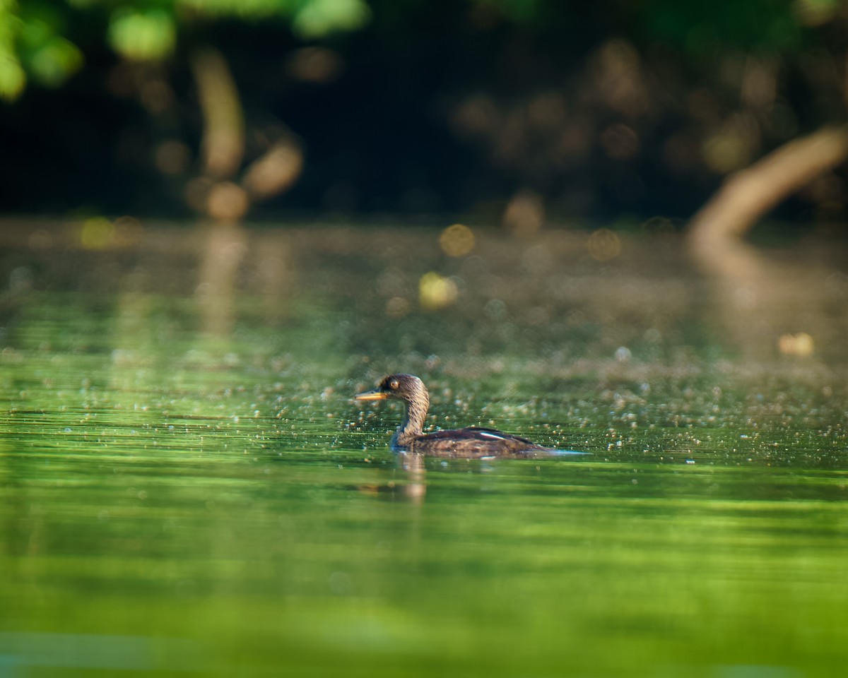 Hooded Merganser - ML638024908