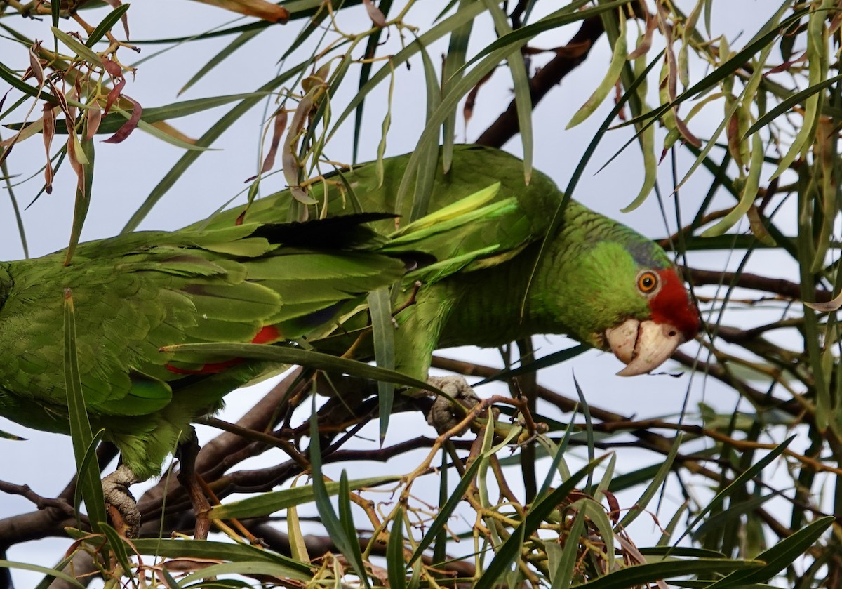 Red-crowned Amazon - ML638024920