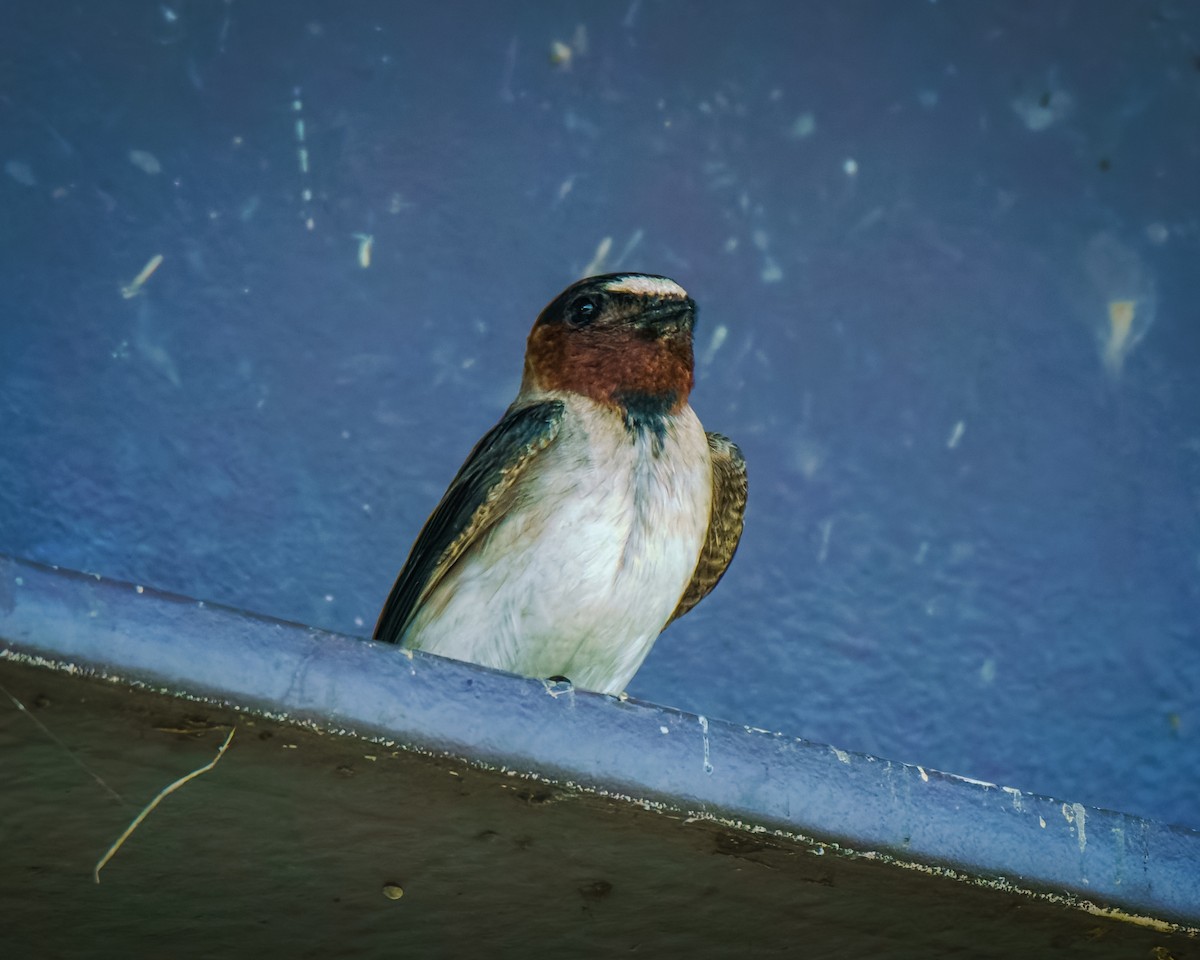 Cliff Swallow - ML638024929