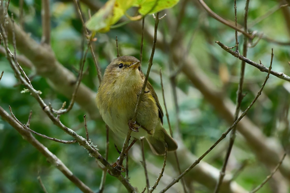 Iberian Chiffchaff - ML638024959