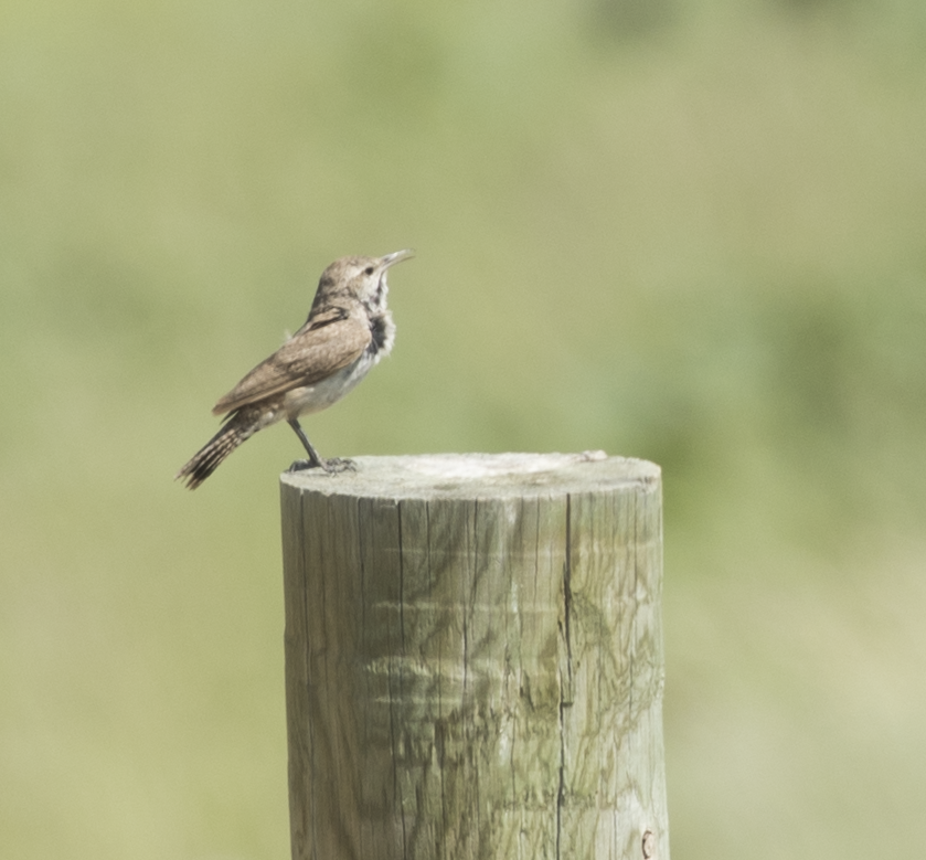 Rock Wren - ML638024963