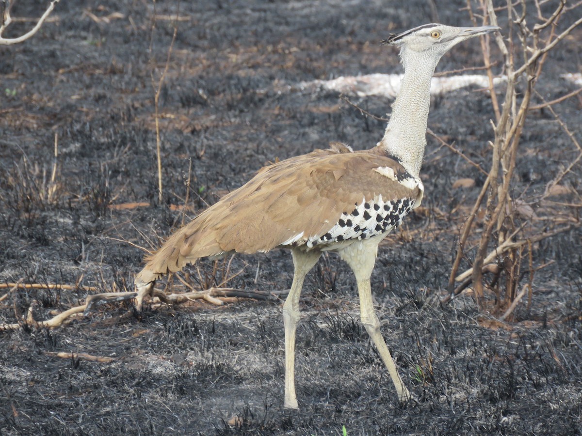 Kori Bustard - ML638024975