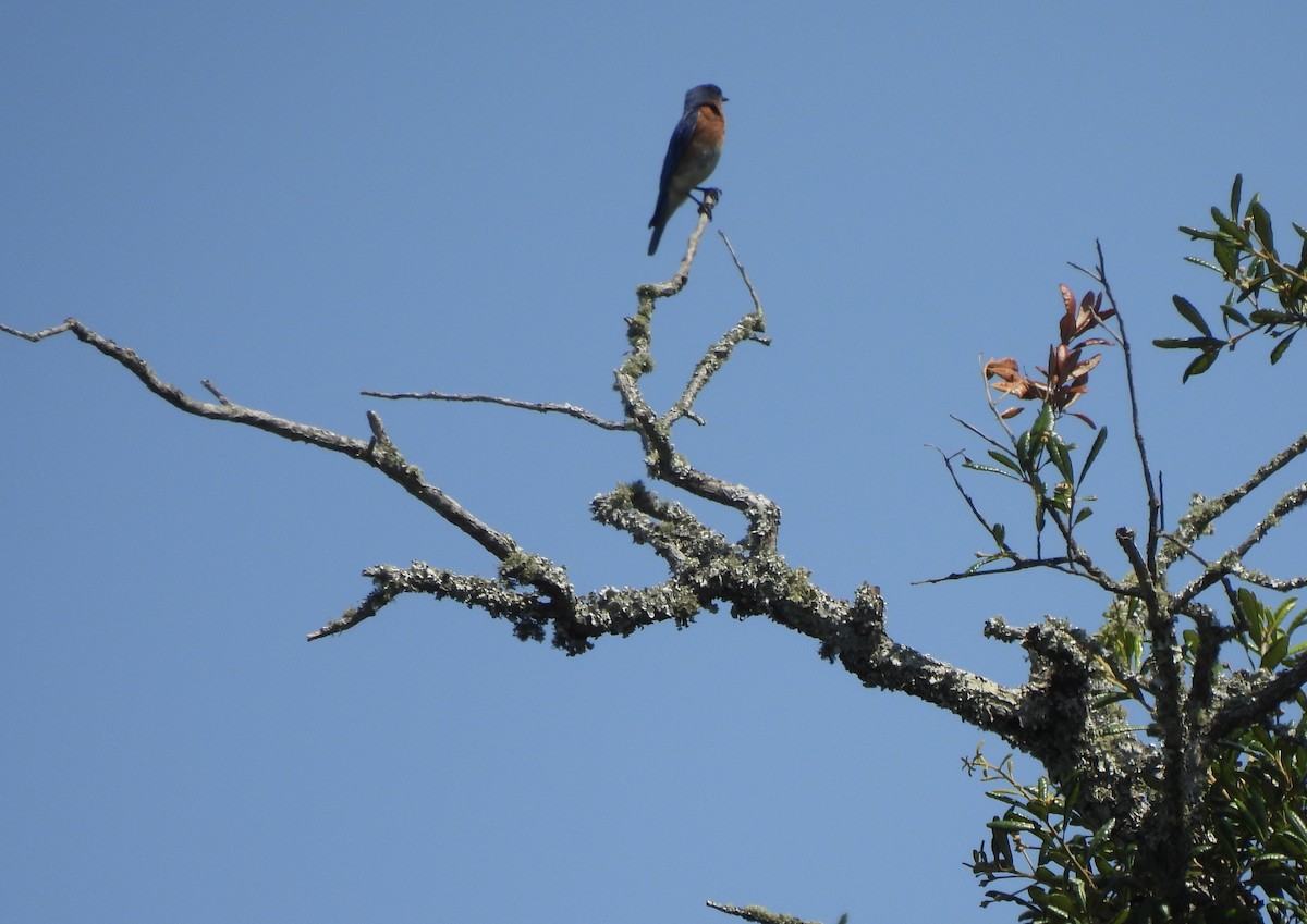 Eastern Bluebird - ML638024987