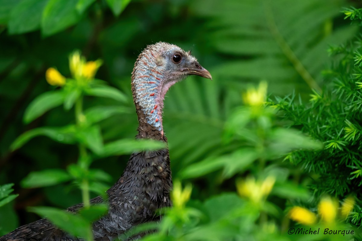 Wild Turkey - ML638025064