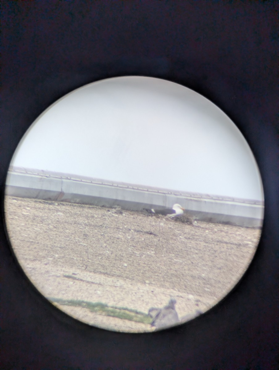 Kelp Gull - ML638025086