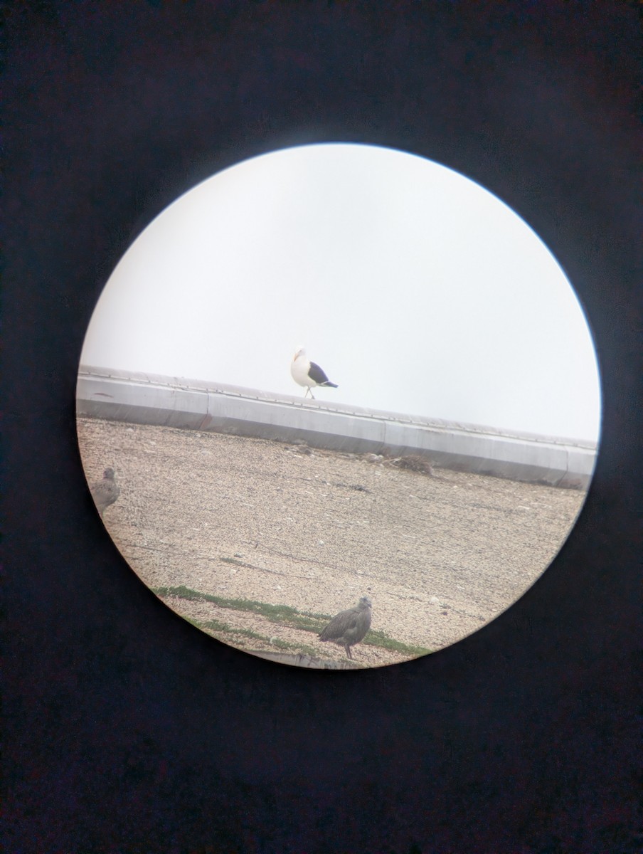 Kelp Gull - ML638025087