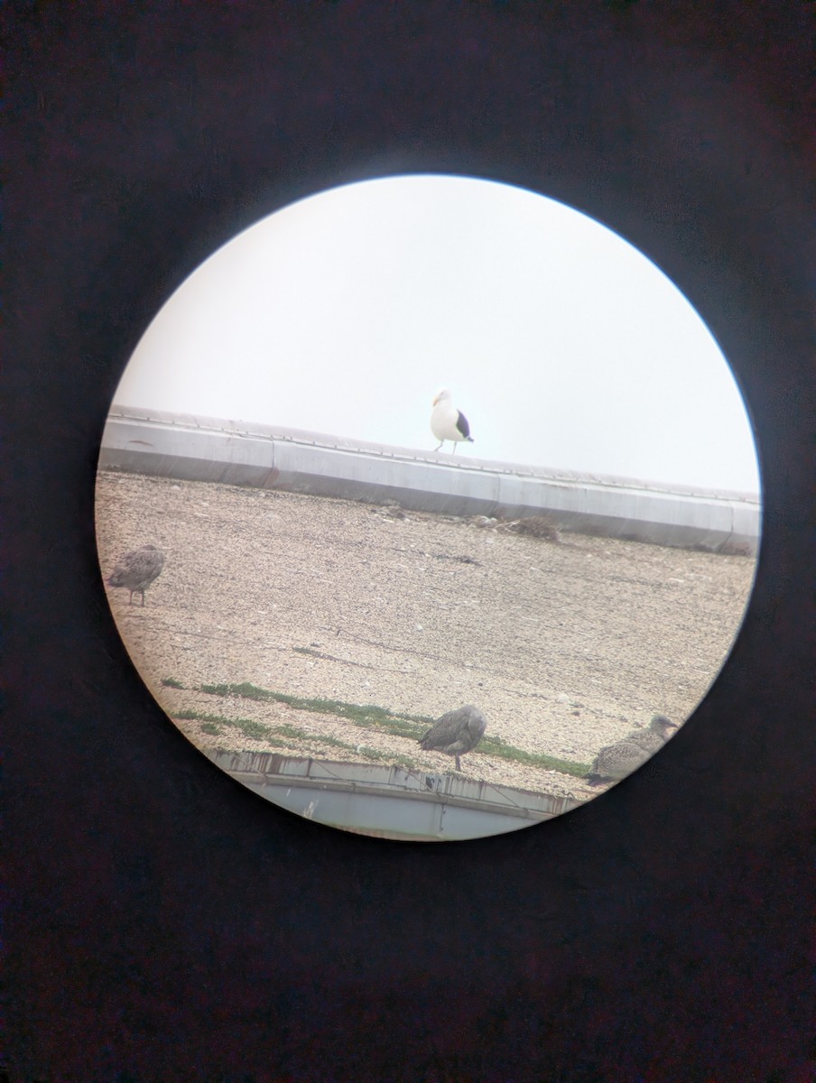 Kelp Gull - ML638025088