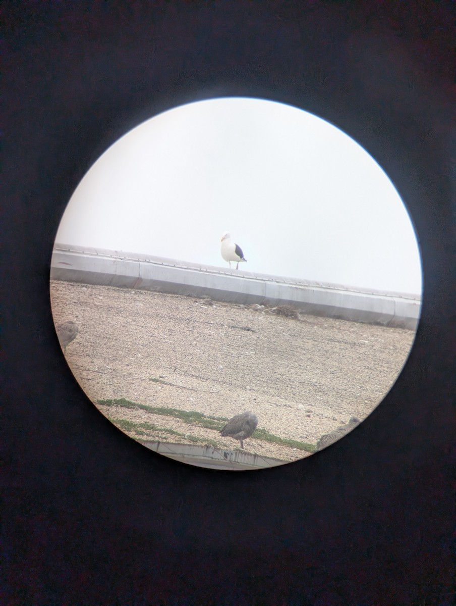 Kelp Gull - ML638025089