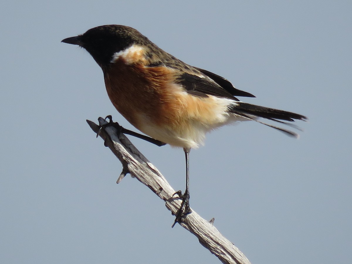 African Stonechat - ML638025122