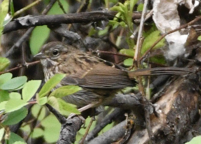 Song Sparrow - ML638025151