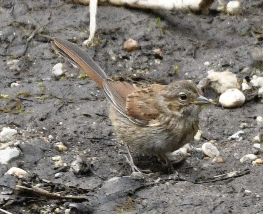 Song Sparrow - ML638025152