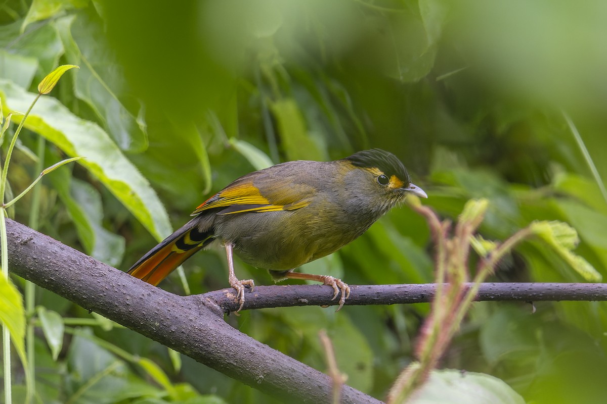 Bugun Liocichla - ML638025171