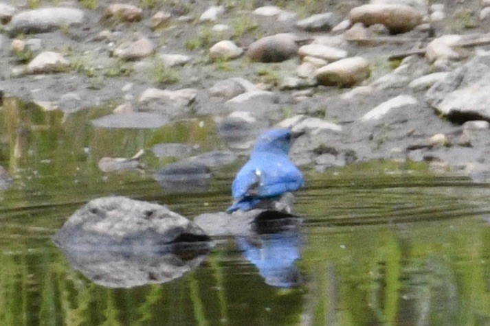 Mountain Bluebird - ML638025173