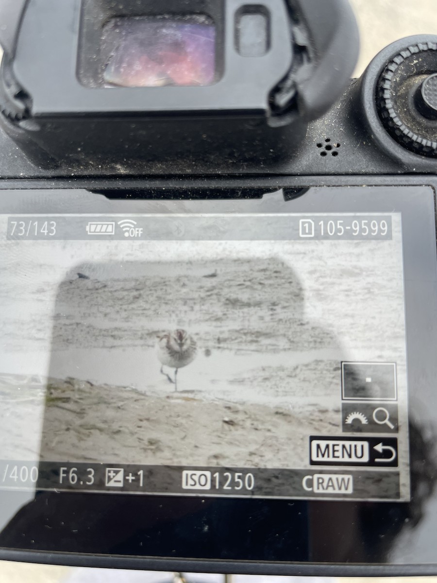 Semipalmated Sandpiper - ML638025190