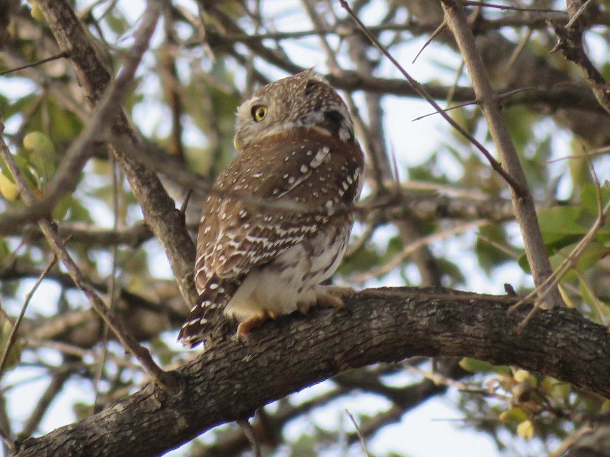 Pearl-spotted Owlet - ML638025220