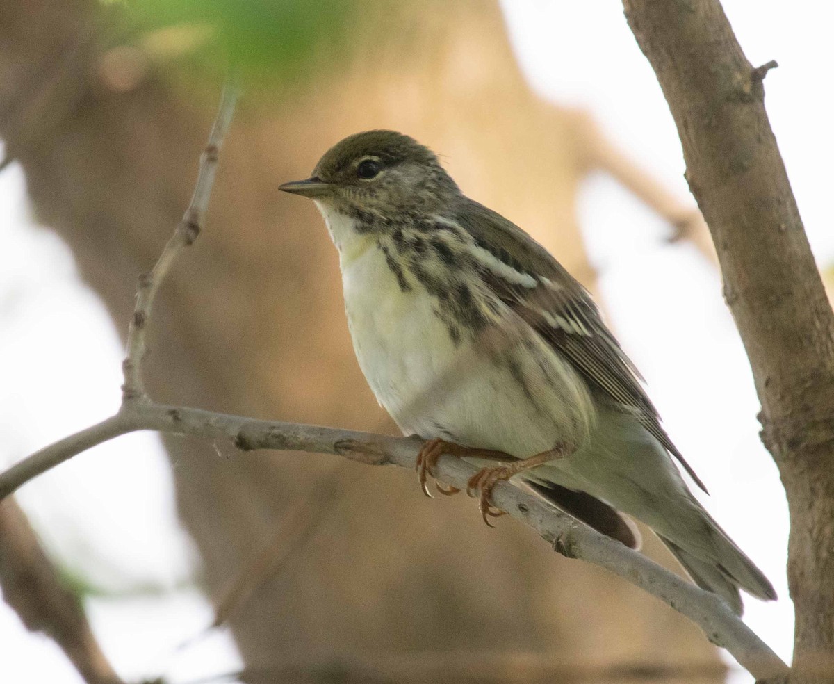 Blackpoll Warbler - ML638025230