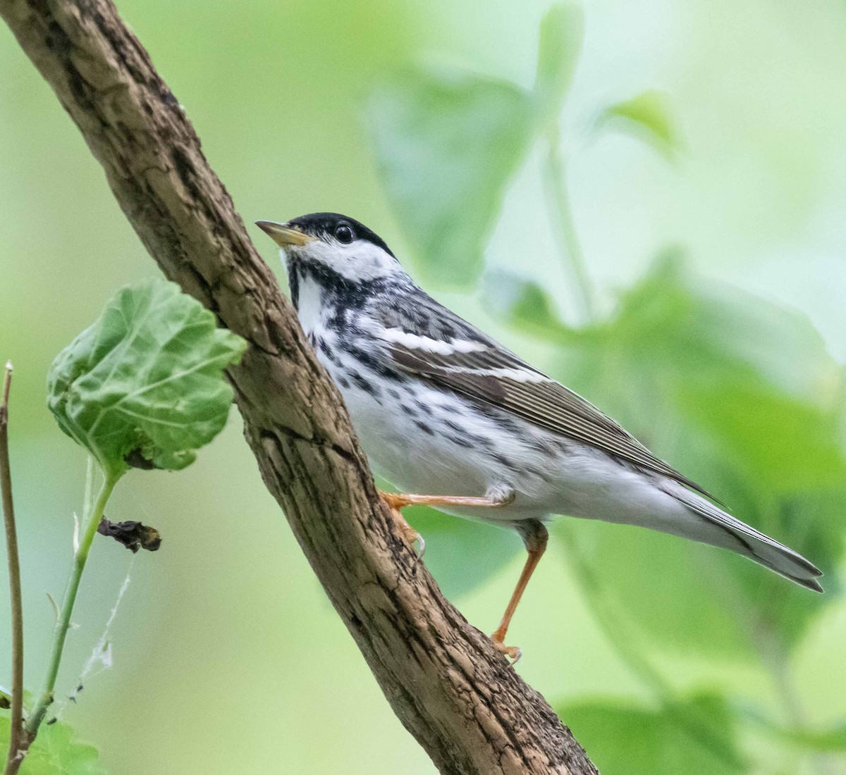 Blackpoll Warbler - ML638025231