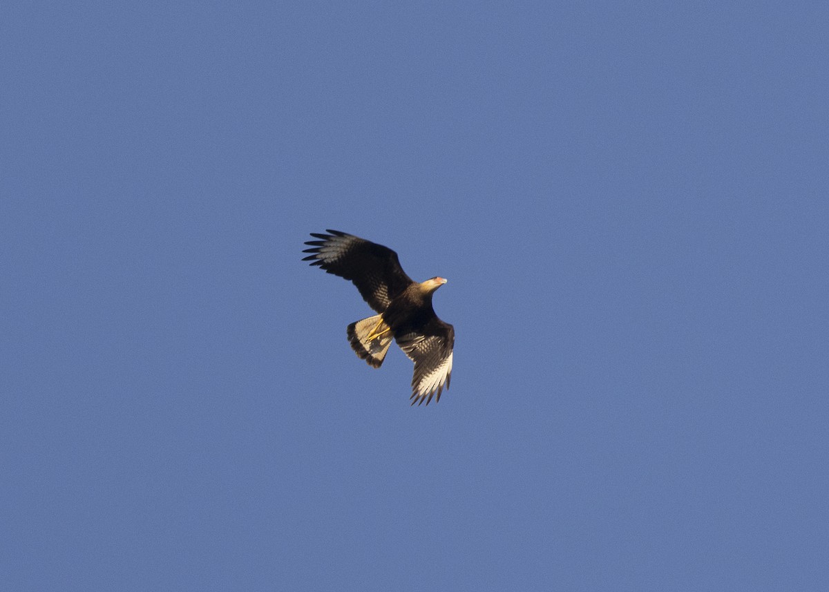 Crested Caracara (Southern) - ML638025232