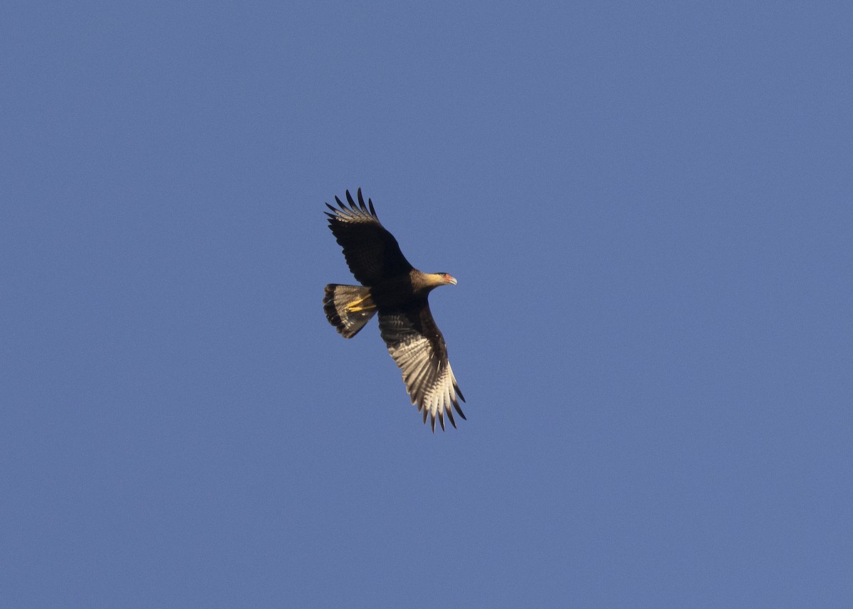 Crested Caracara (Southern) - ML638025234