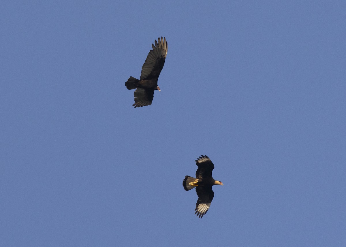 Crested Caracara (Southern) - ML638025235