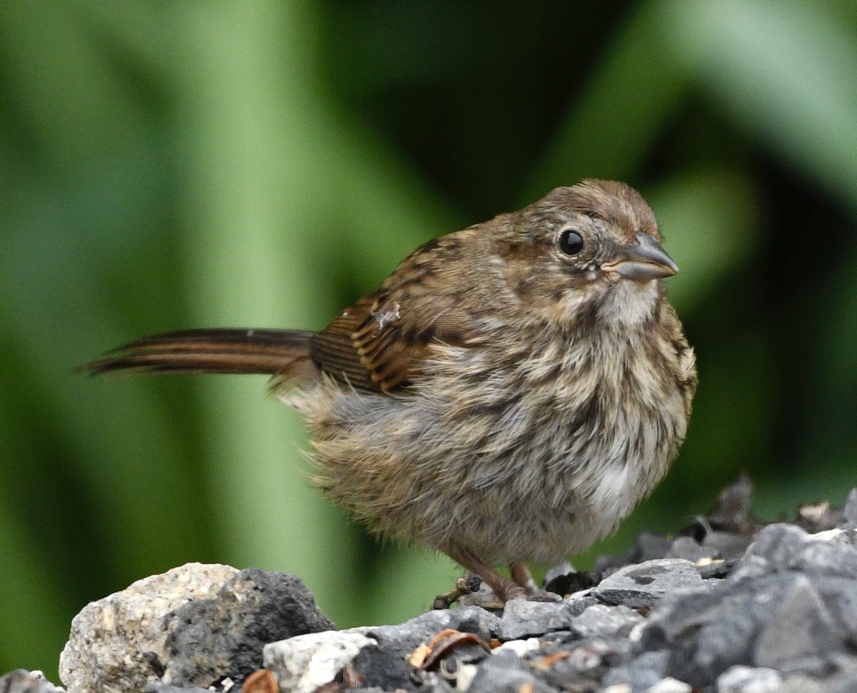 Song Sparrow - ML638025240