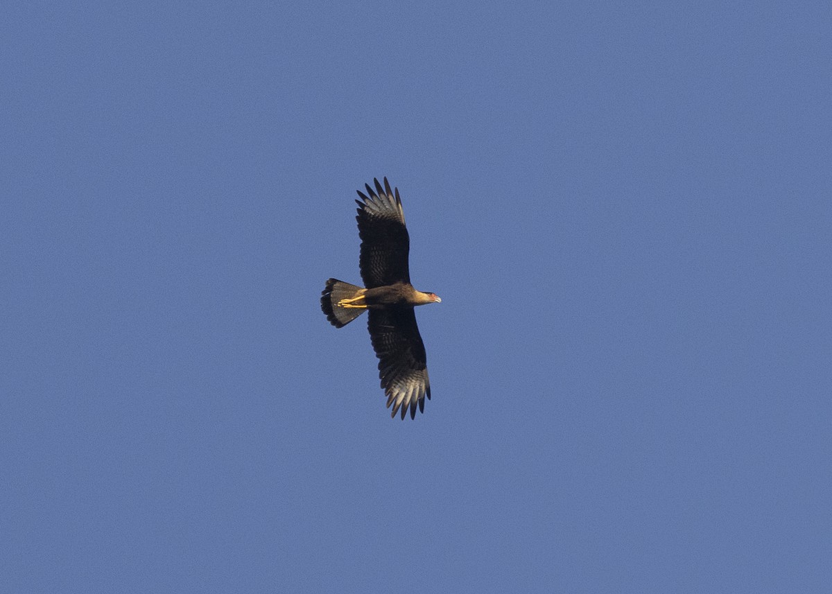 Crested Caracara (Southern) - ML638025243