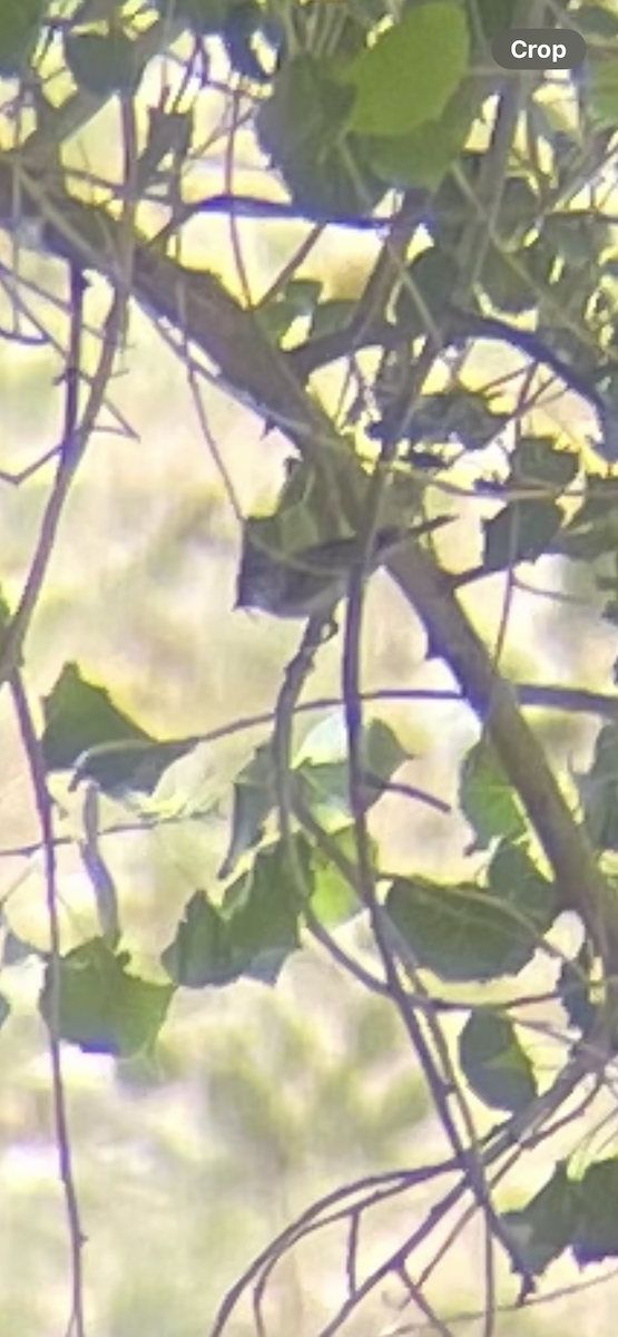 Lucy's Warbler - ML638025268