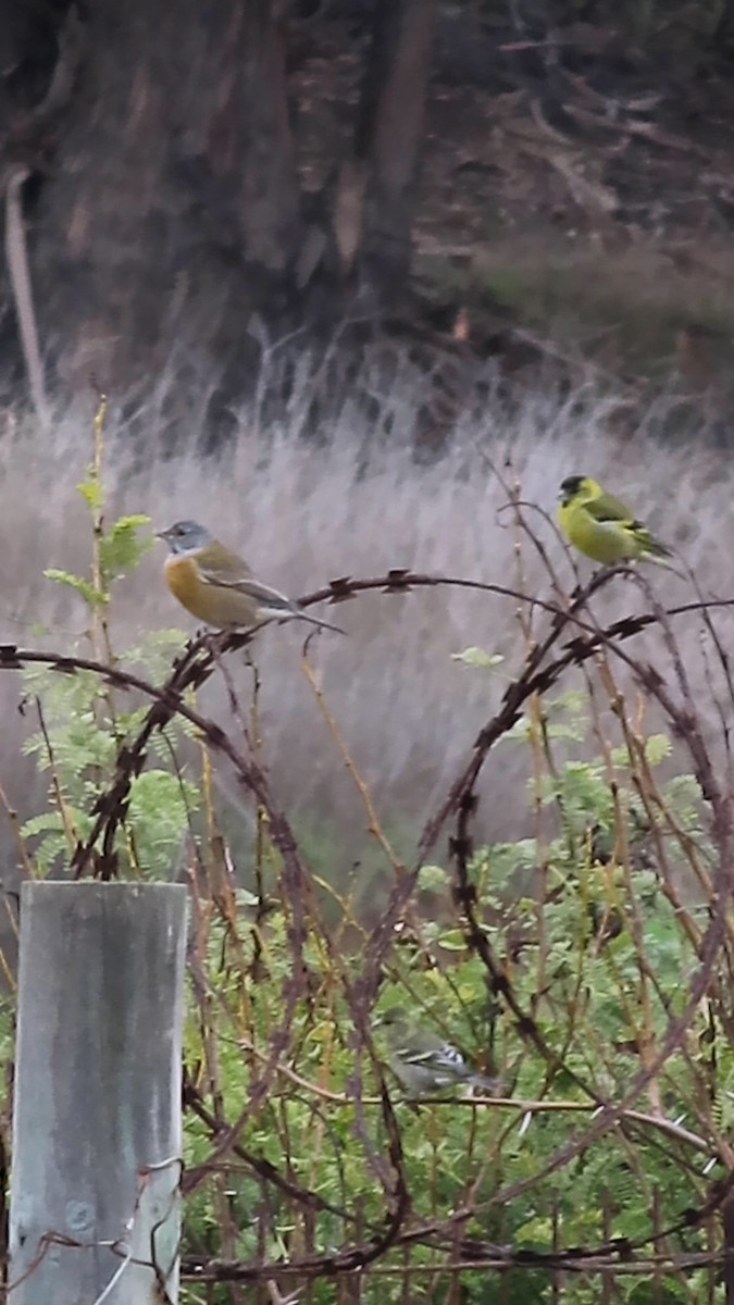 Gray-hooded Sierra Finch - ML638025287