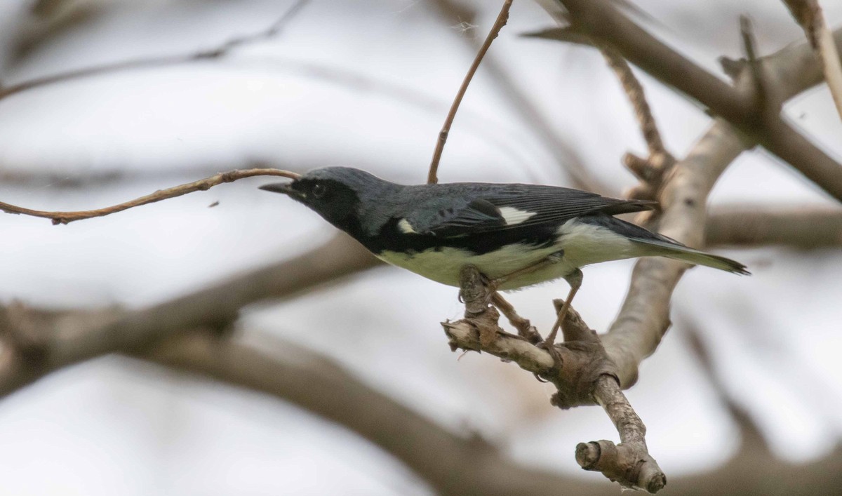 Black-throated Blue Warbler - ML638025304