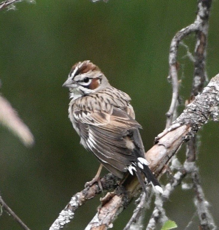 Lark Sparrow - ML638025309