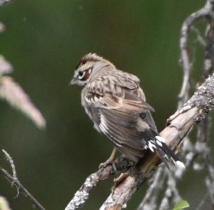 Lark Sparrow - ML638025310