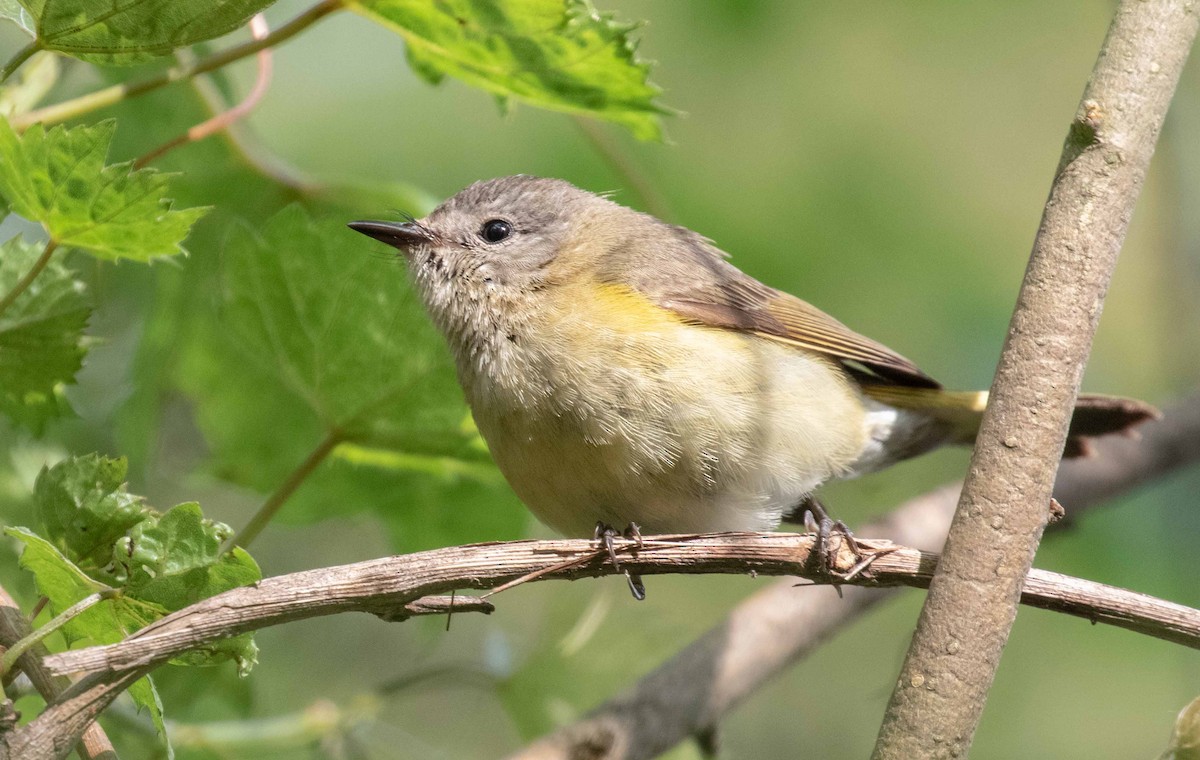 American Redstart - ML638025345