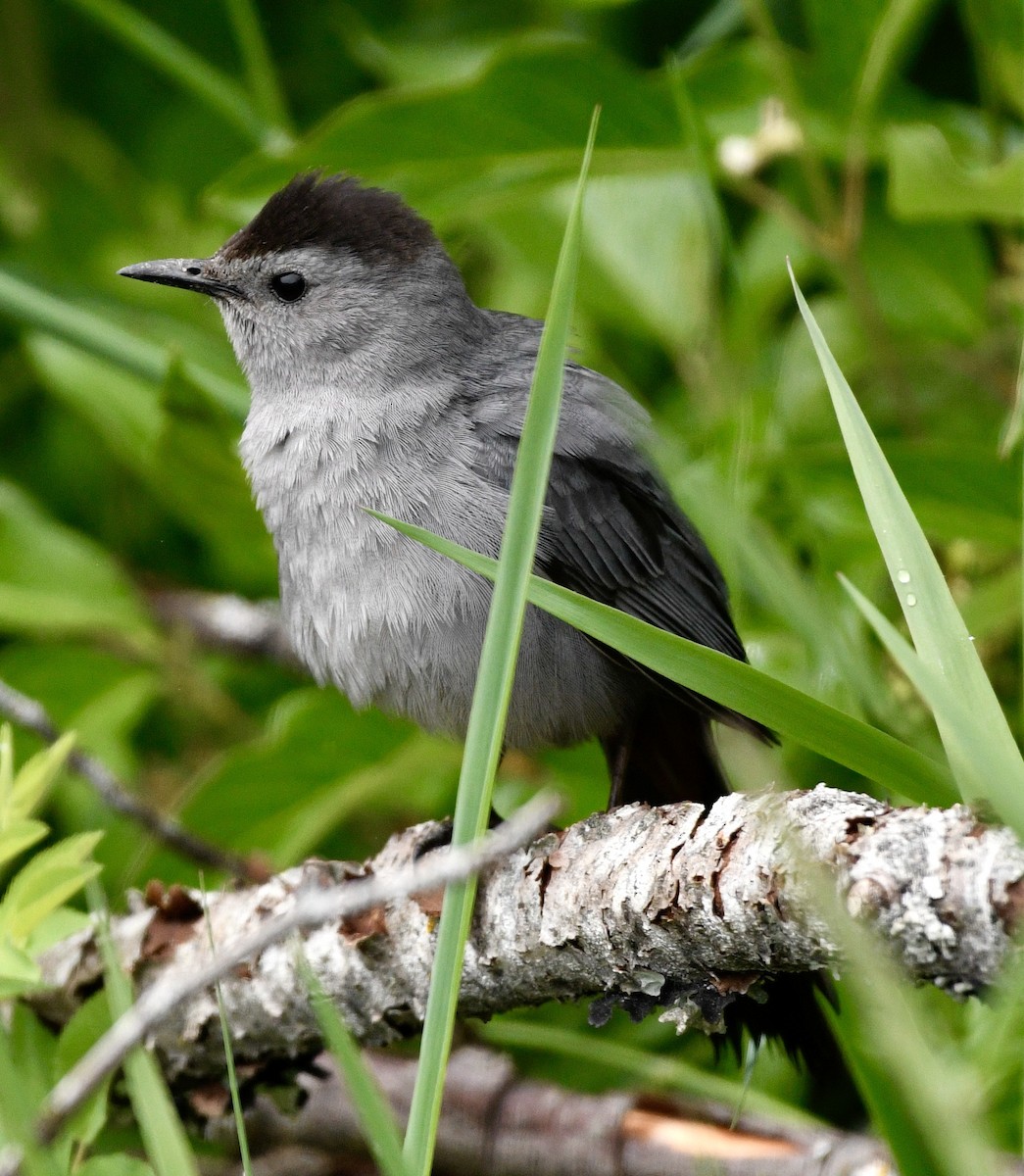 Miaulari grisa - ML638025346