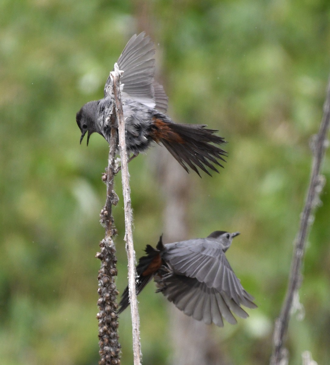 Miaulari grisa - ML638025347