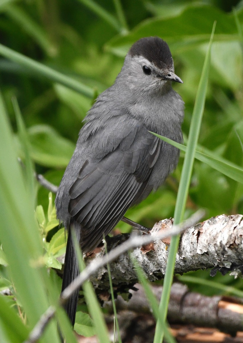 Miaulari grisa - ML638025349