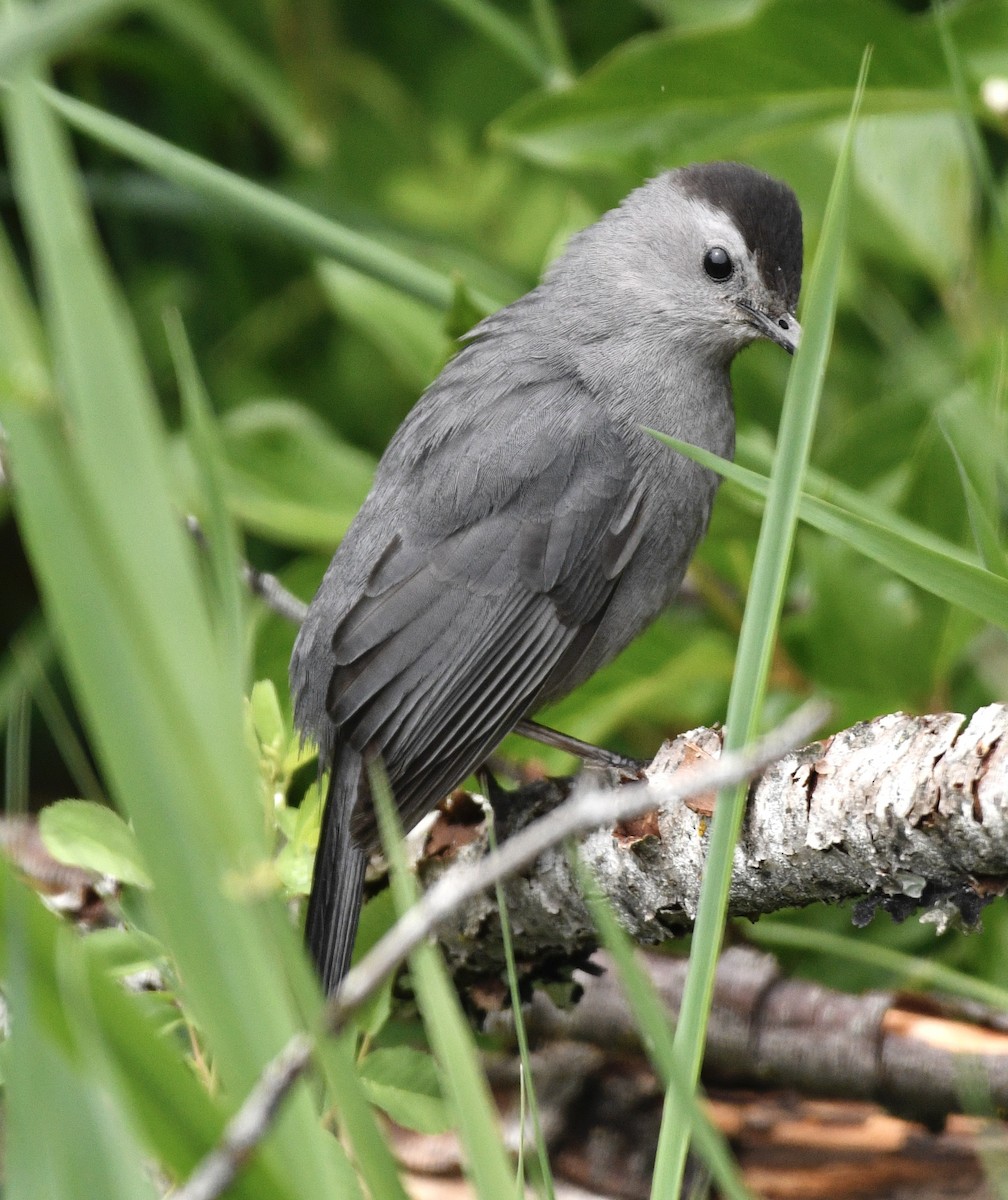 Miaulari grisa - ML638025351