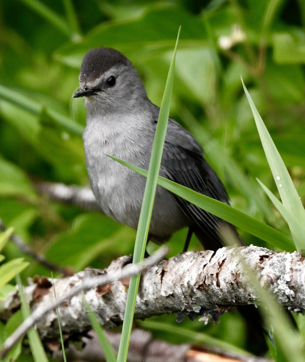 Miaulari grisa - ML638025352