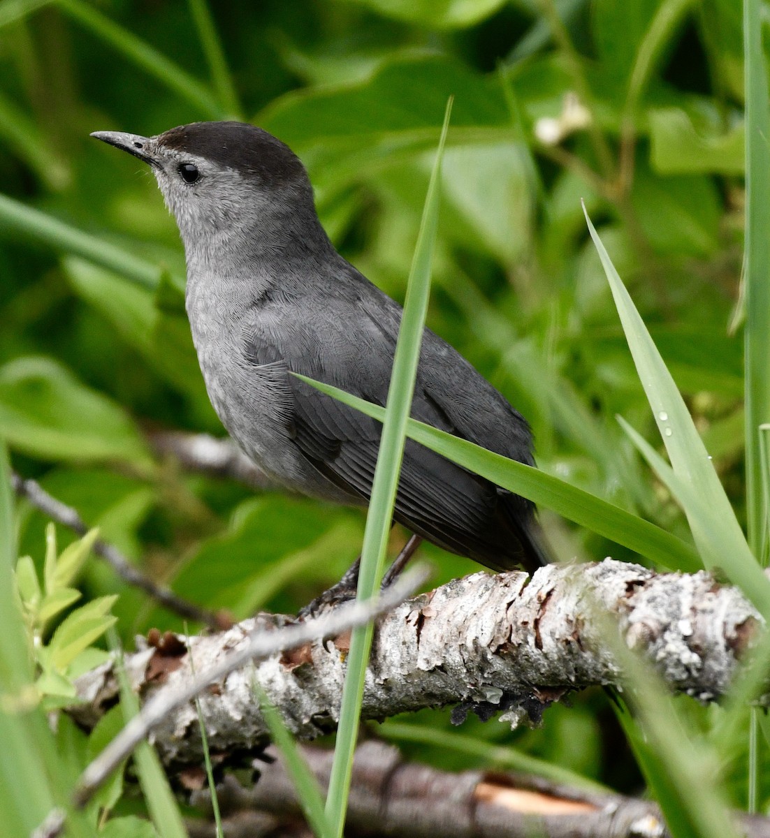 Miaulari grisa - ML638025353