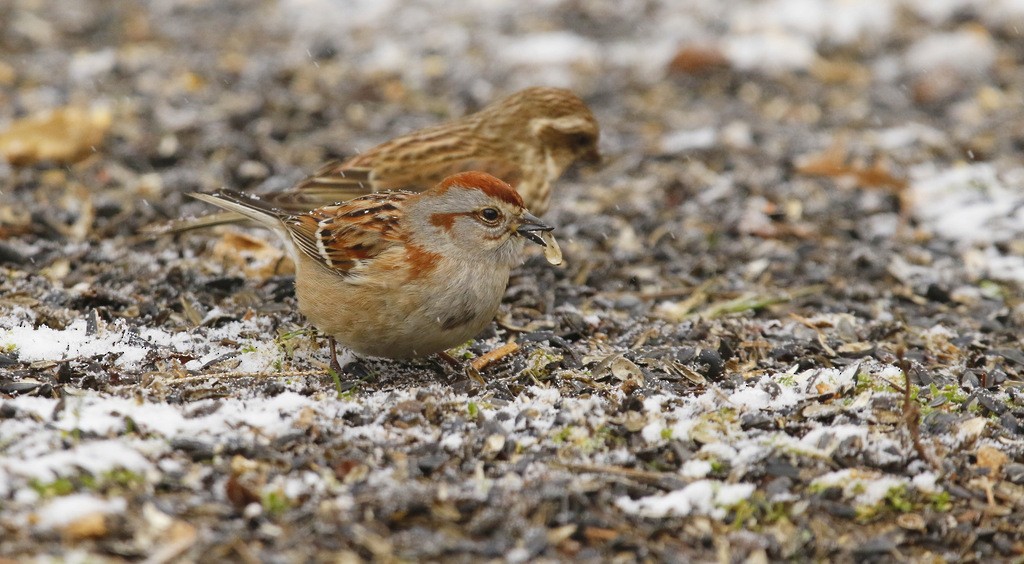 American Tree Sparrow - ML638025355
