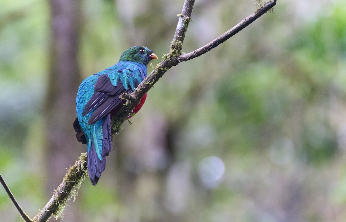 Golden-headed Quetzal - ML638025359