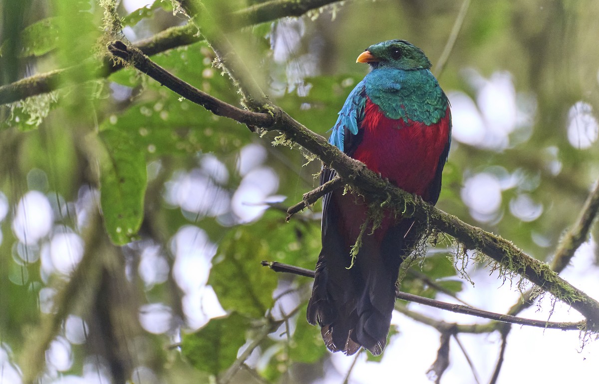 Golden-headed Quetzal - ML638025360