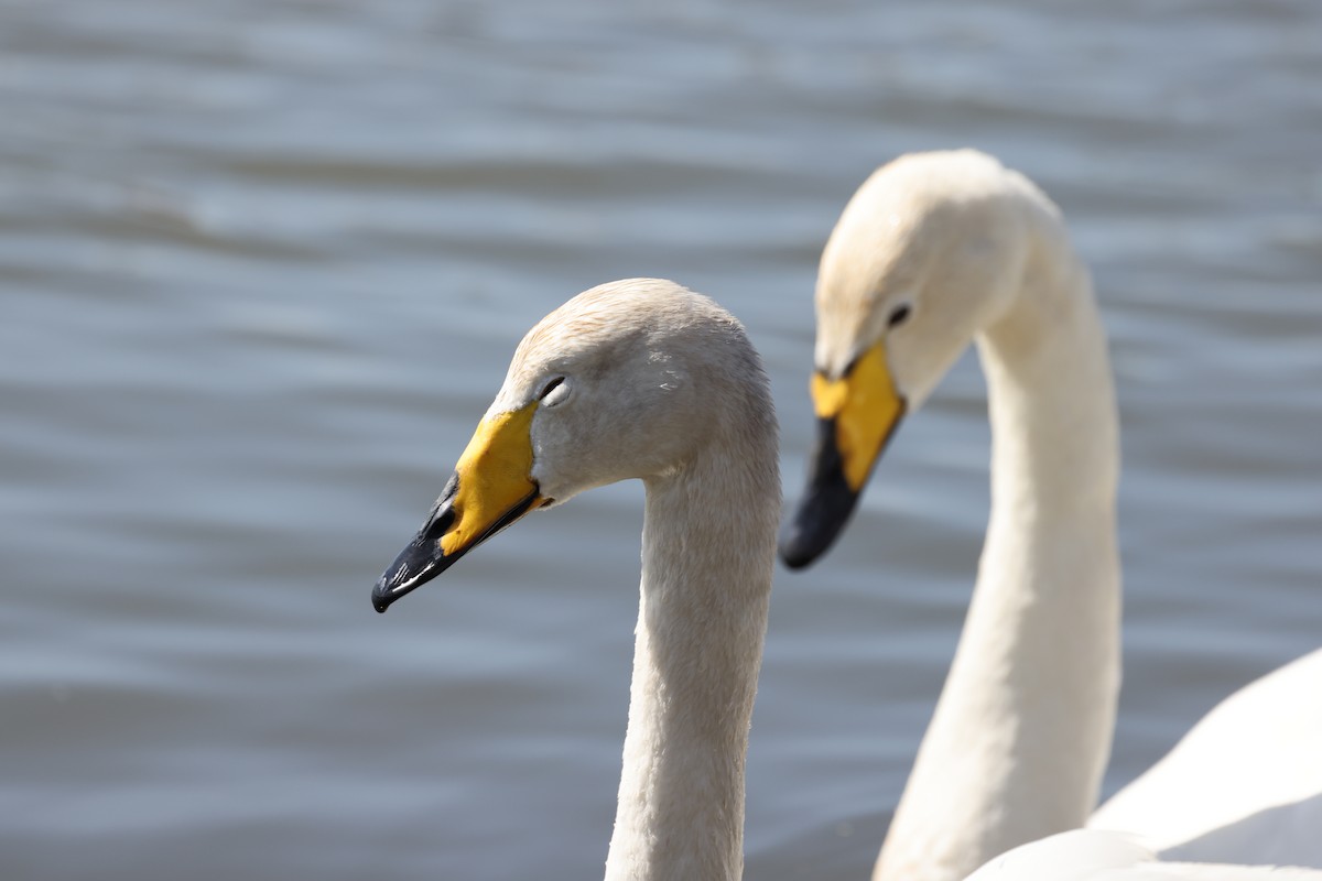 Whooper Swan - Kathy Richardson