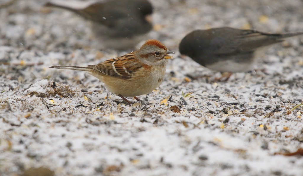 American Tree Sparrow - ML638025371