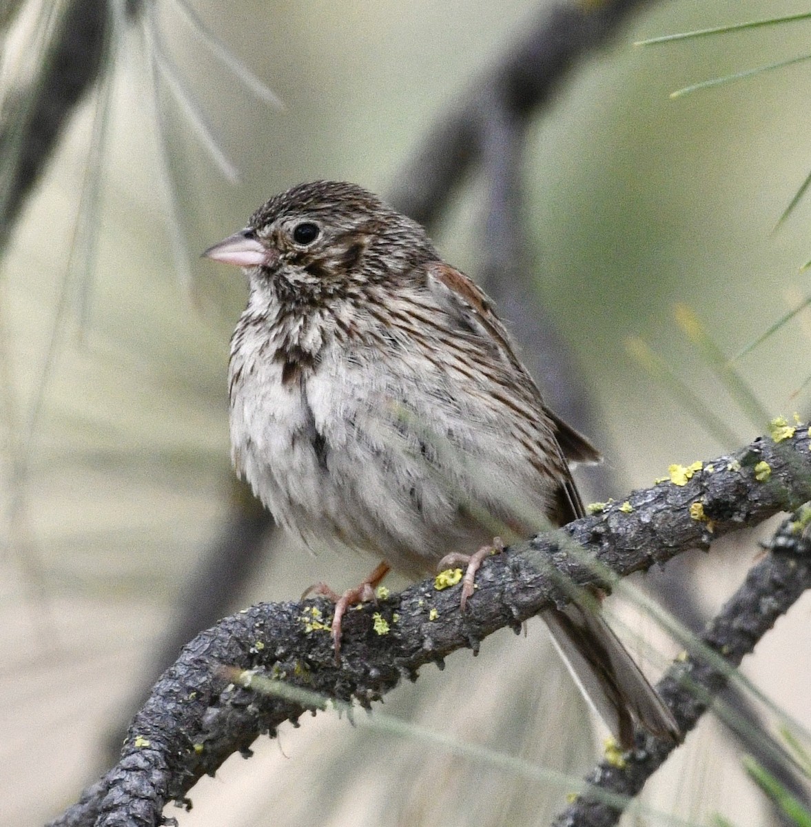 Vesper Sparrow - ML638025406