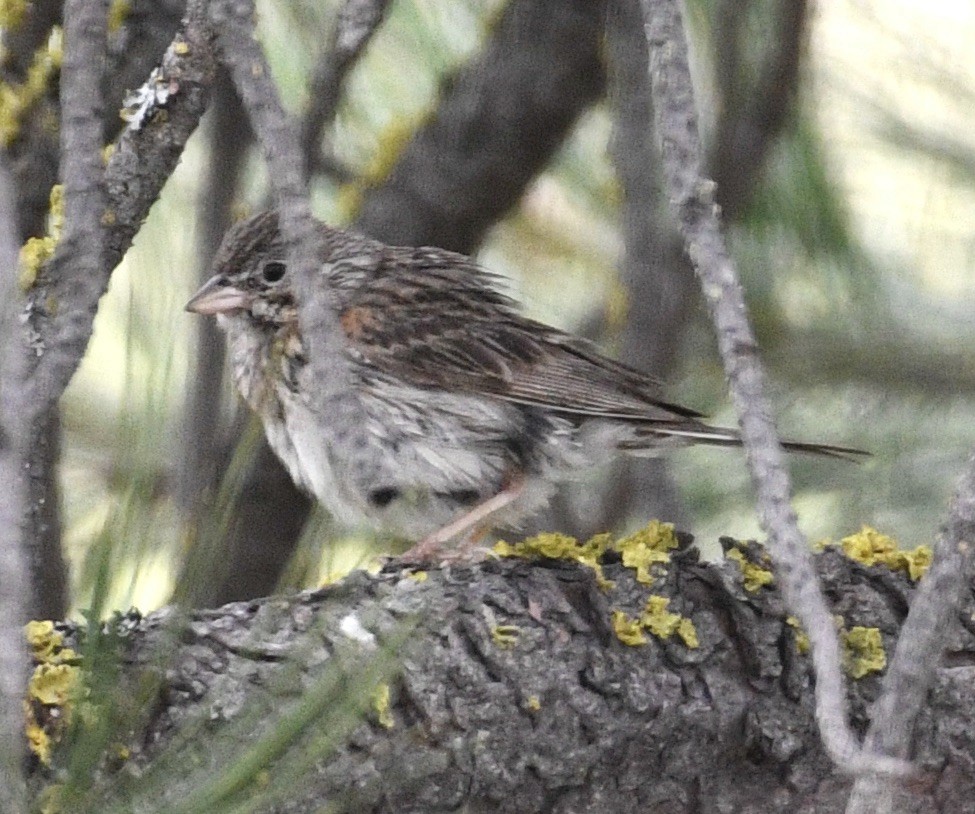 Vesper Sparrow - ML638025408
