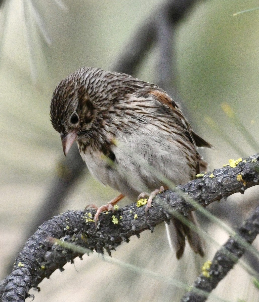 Vesper Sparrow - ML638025409