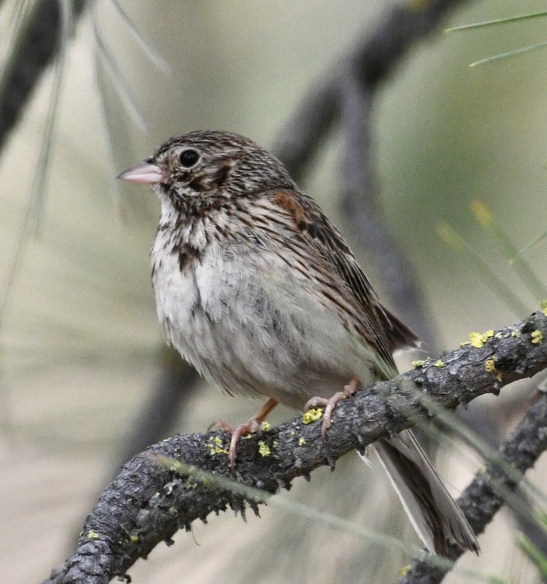 Vesper Sparrow - ML638025410